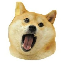 لوگو Doge Eat Doge