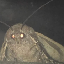 لوگو MOTH