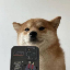 لوگو SelfieDogCoin