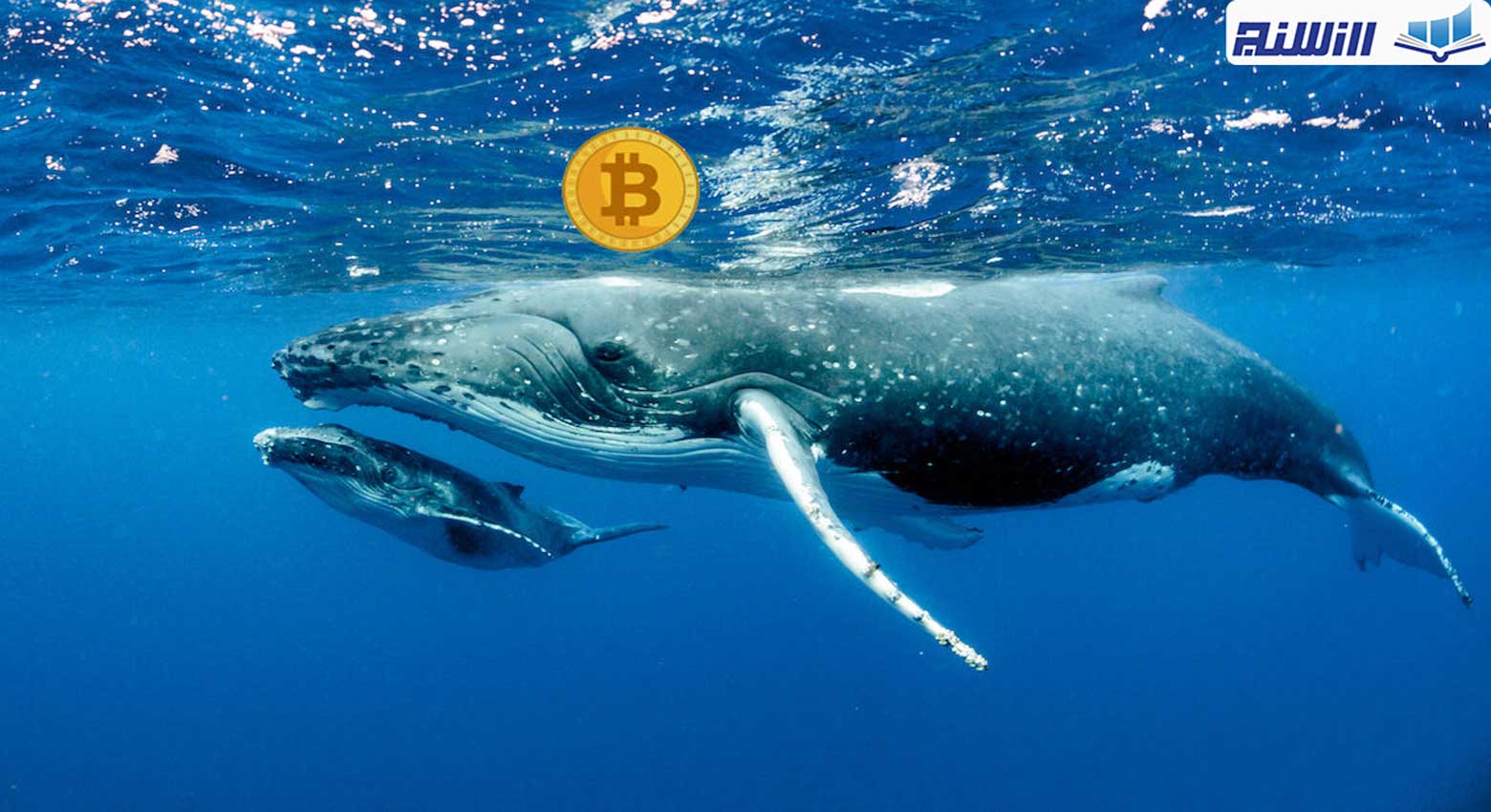 نهنگ ارز دیجیتال کیست ؟ نقش نهنگ ها در بازار ارز های دیجیتال چیست؟